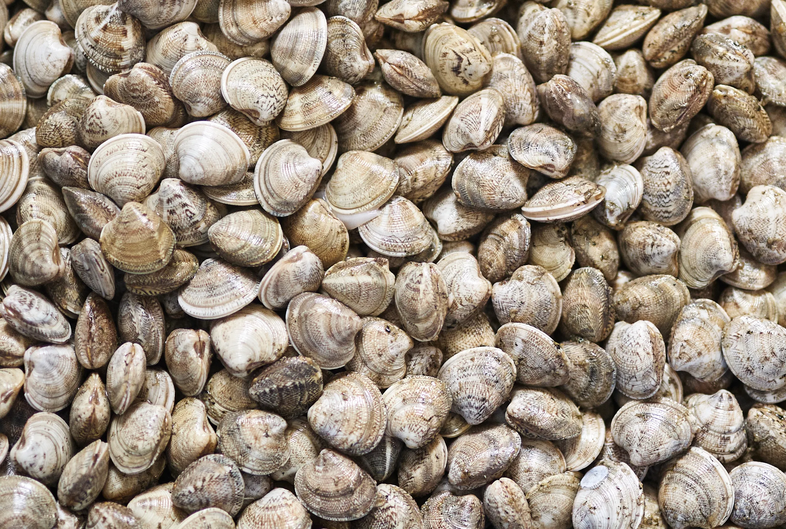 vongole vongoplà